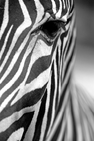 Monochromatic image of a the face of a Grevy's zebra close up. Vertically.